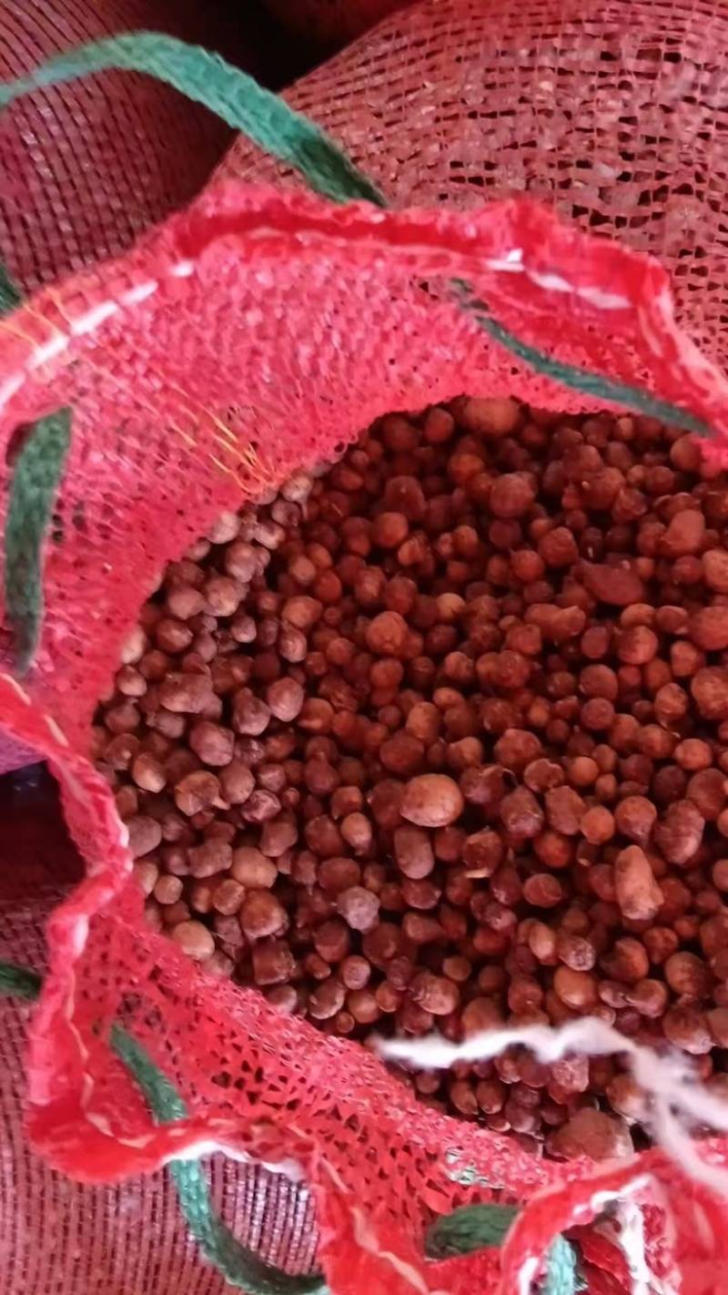 批发半夏种球旱半夏秧苗鲜货产地供应抗病能力强技术指导