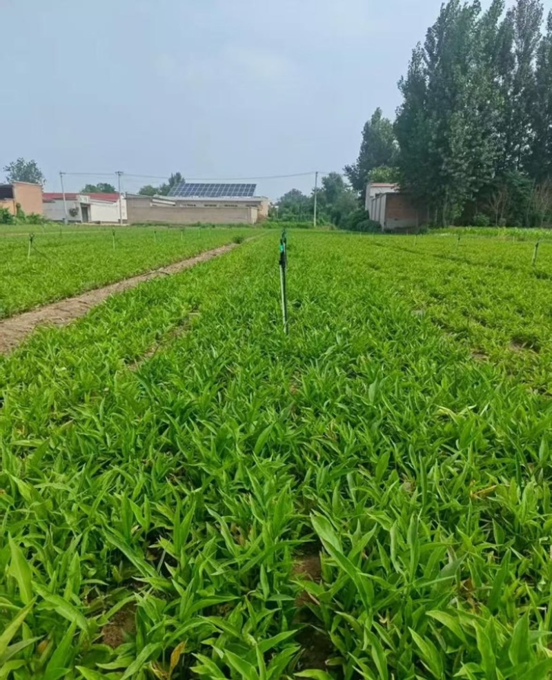 批发半夏种球旱半夏秧苗鲜货产地供应抗病能力强技术指导