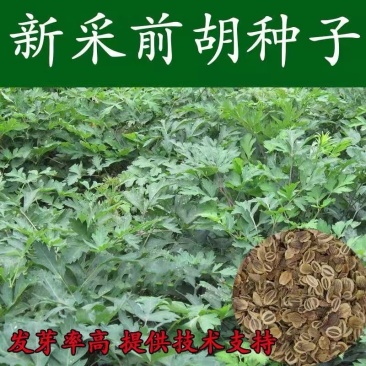 前胡种子批发大叶白花前胡籽包发芽免费技术指导管理简单