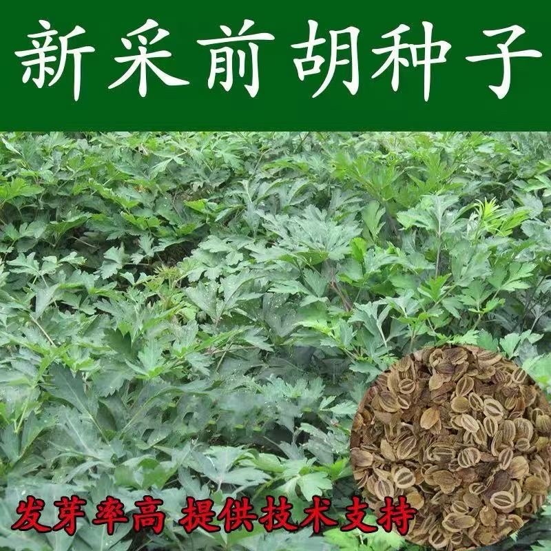 前胡种子批发大叶白花前胡籽包发芽免费技术指导管理简单