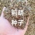 前胡种子批发大叶白花前胡籽包发芽免费技术指导管理简单