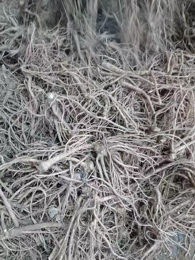 前胡种子批发大叶白花前胡籽包发芽免费技术指导管理简单