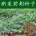 前胡种子批发大叶白花前胡籽包发芽免费技术指导管理简单