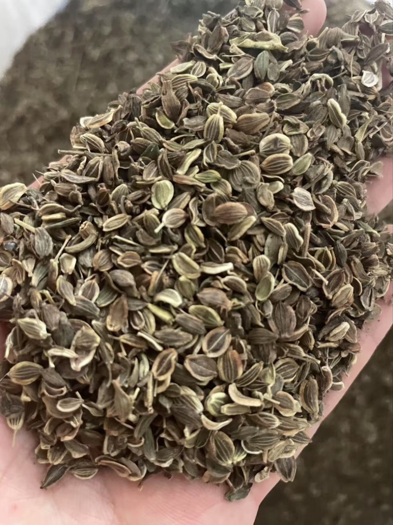 前胡种子批发大叶白花前胡籽包发芽免费技术指导管理简单