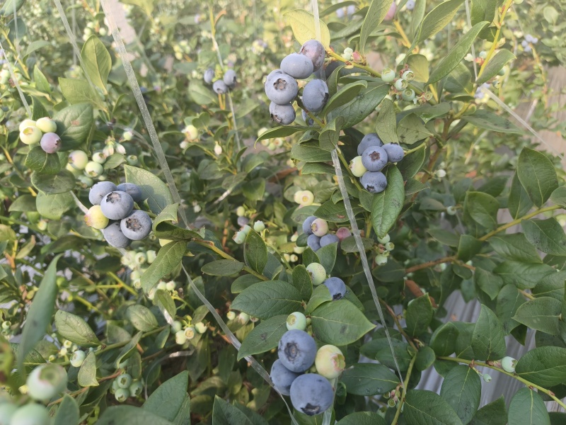 花香蓝莓