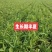 半夏种子批发旱半夏秧子鲜货种球产地直发发芽率高品种纯正