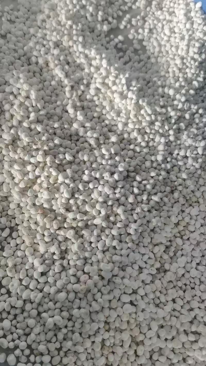 半夏种子批发旱半夏秧子鲜货种球产地直发发芽率高品种纯正
