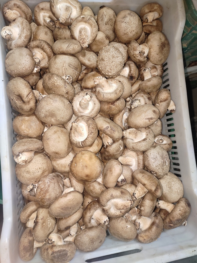 鲜香菇