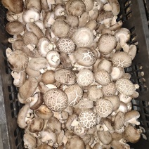 鲜香菇