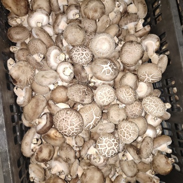 鲜香菇