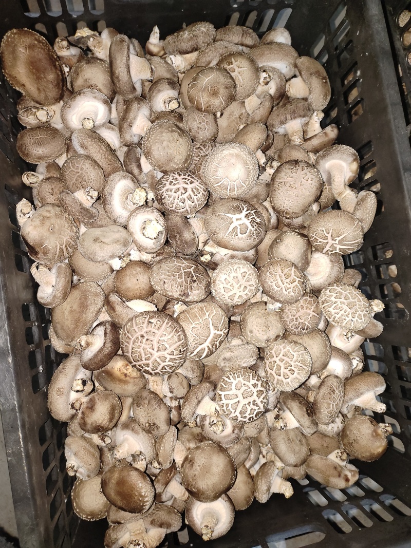 鲜香菇