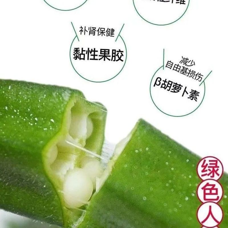 水果秋葵苗黄秋葵苗红秋葵苗