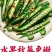 水果秋葵苗黄秋葵苗红秋葵苗