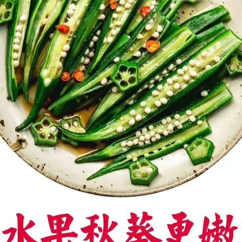 水果秋葵苗黄秋葵苗红秋葵苗