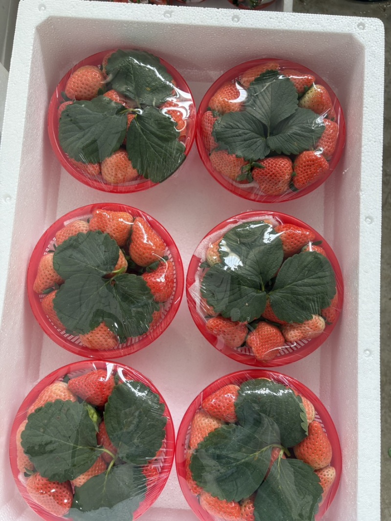 江苏宁玉草莓品质保证诚信经营欢迎联系接商超市场电商
