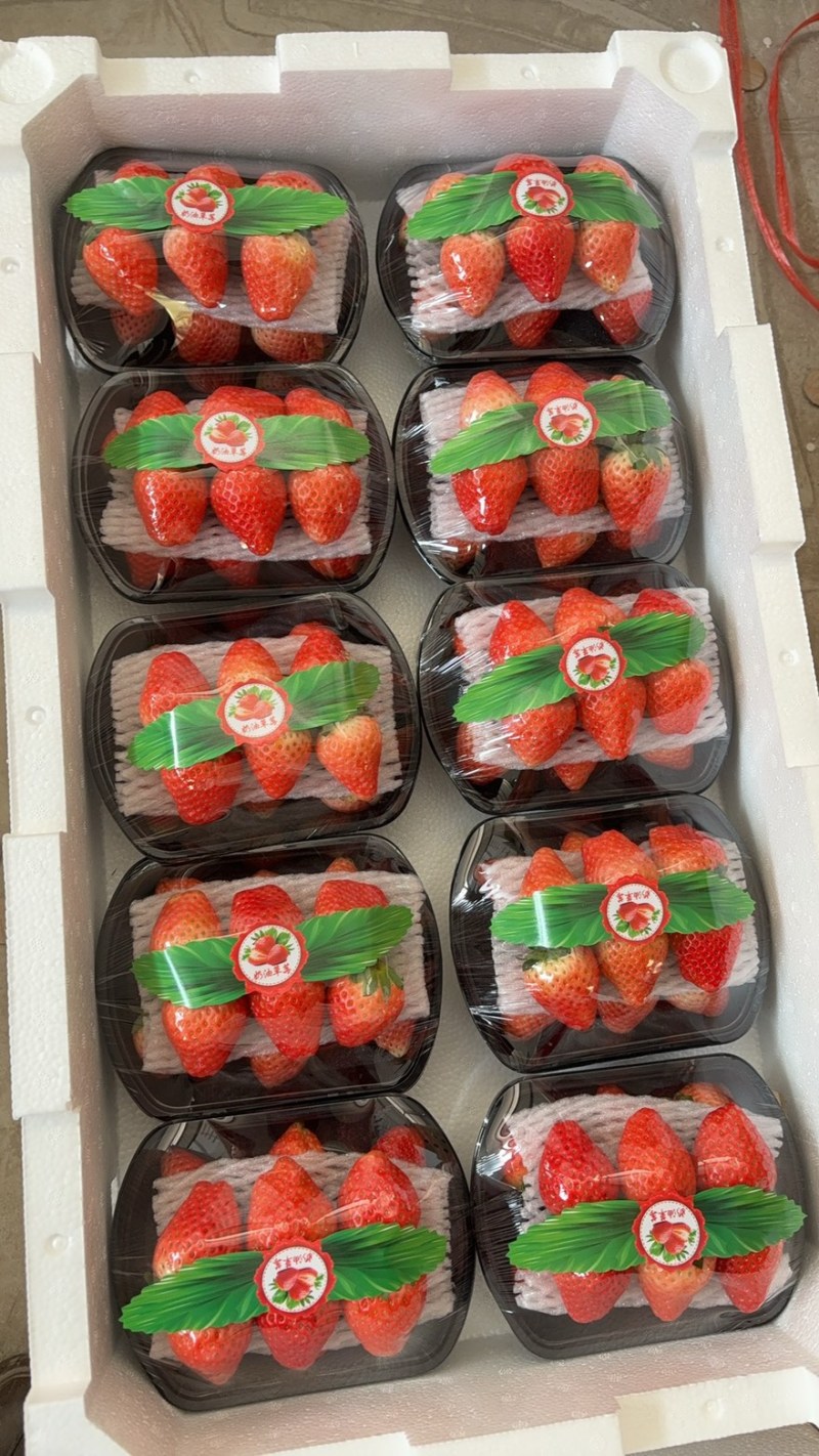 江苏宁玉草莓品质保证诚信经营欢迎联系接商超市场电商