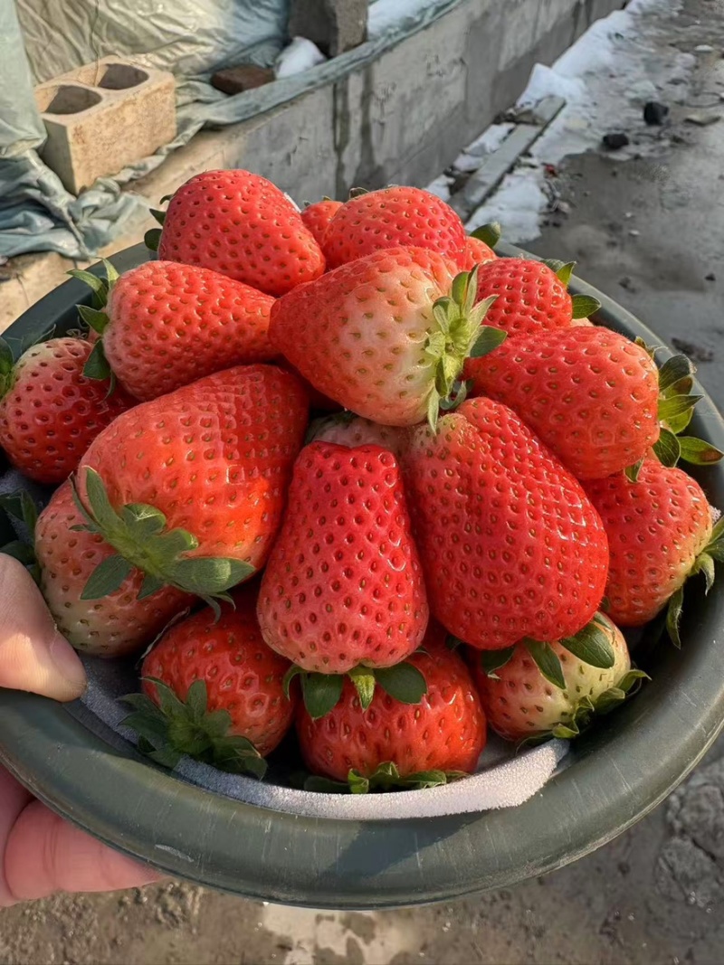 江苏宁玉草莓品质保证诚信经营欢迎联系接商超市场电商