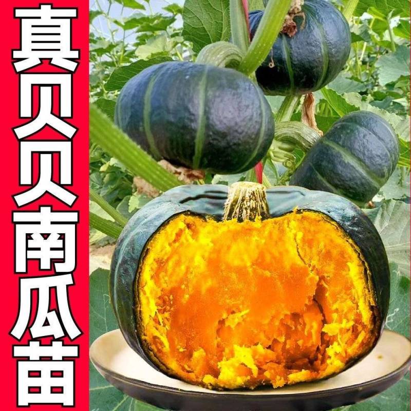 贝贝南瓜苗基地直发