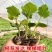 贝贝南瓜苗基地直发