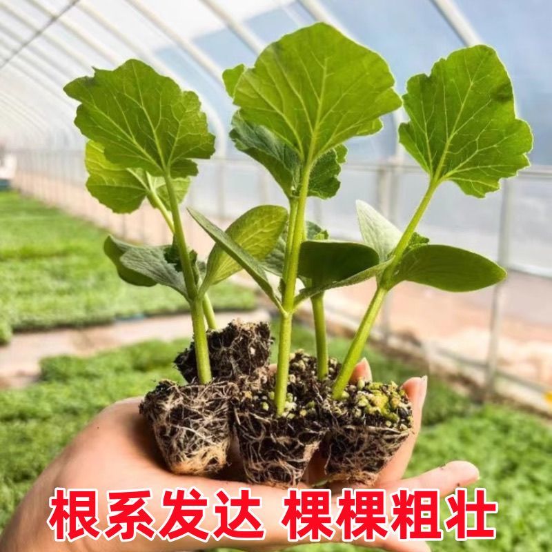 贝贝南瓜苗基地直发