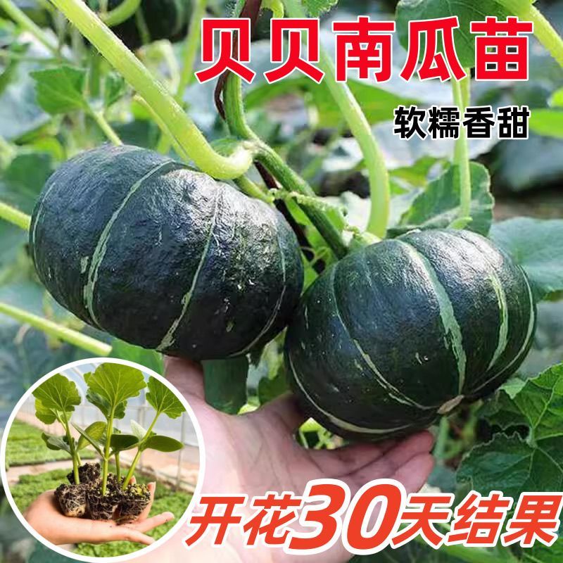 贝贝南瓜苗基地直发