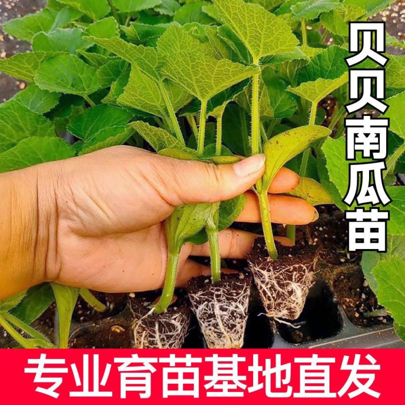 贝贝南瓜苗基地直发
