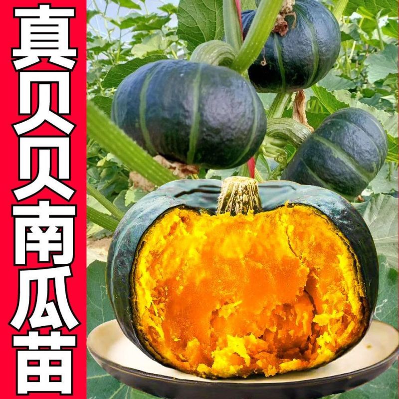 贝贝南瓜苗基地直发