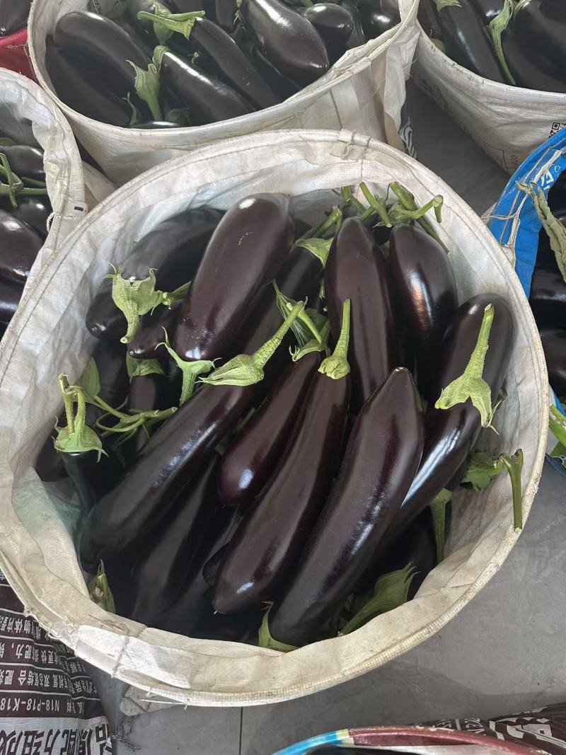 精品茄子，电商茄大量有货