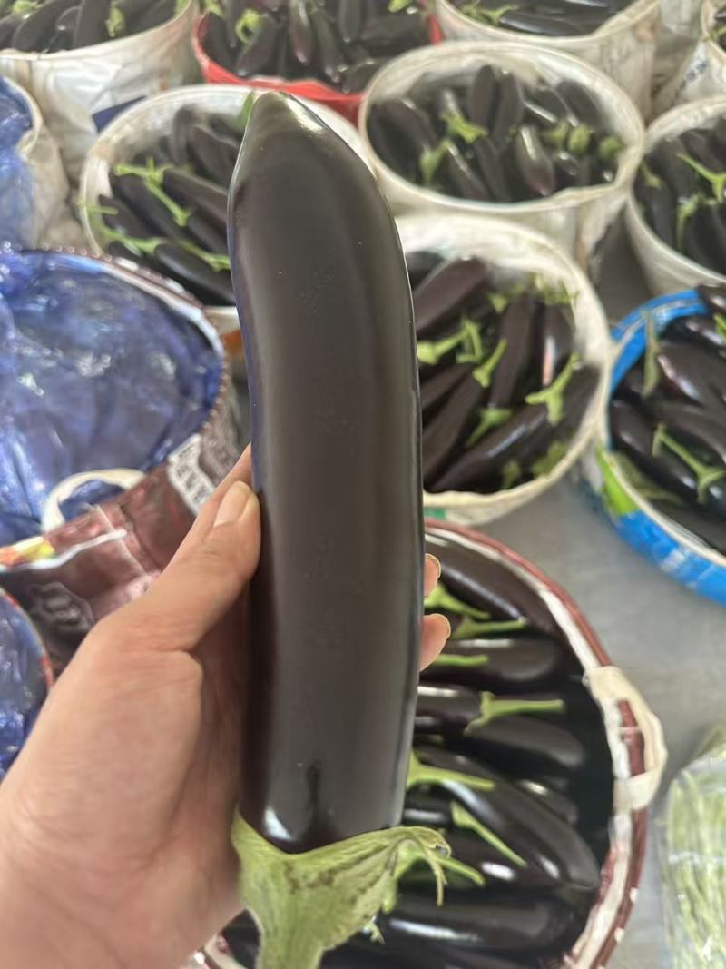 精品茄子，电商茄大量有货