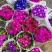 瓜叶菊盆栽，基地直发