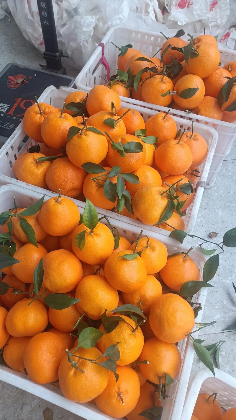 四川眉山丹棱耙耙柑产地直发，代办电商代发口感好货源充足