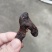 野生鸡头黄精