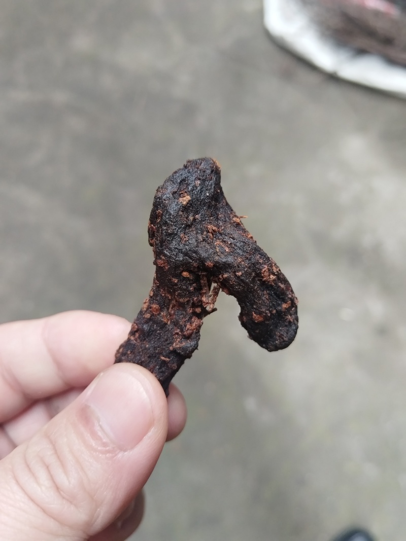 野生鸡头黄精