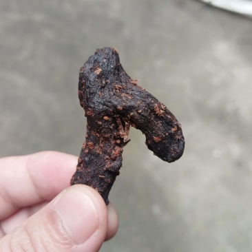 野生鸡头黄精
