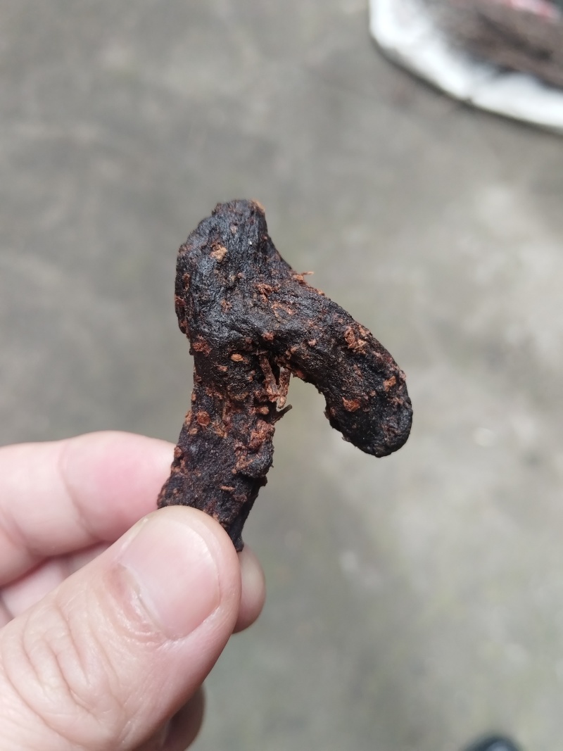 野生鸡头黄精