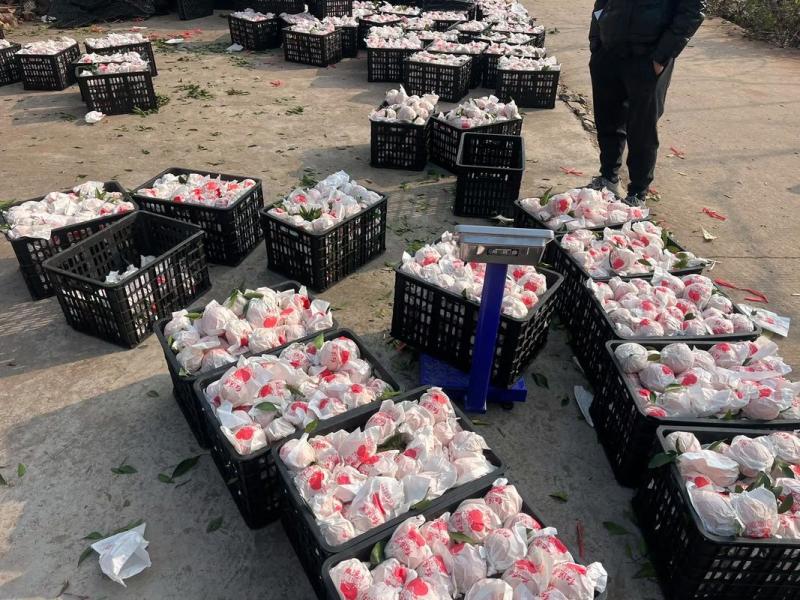 【耙耙柑】四川眉山丹棱耙耙柑代办电商一件代发货源充足