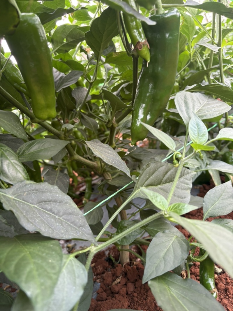 青辣椒鲜泡鼓椒