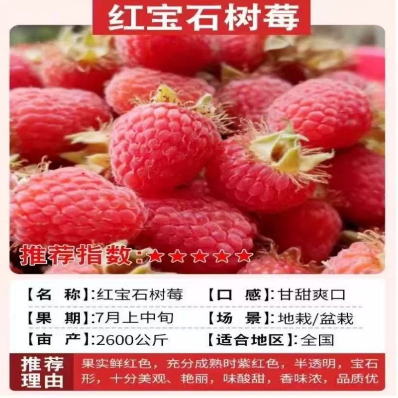 正宗覆盆子树莓苗双季红黄黑大果耐寒旱盆栽地栽当年结果