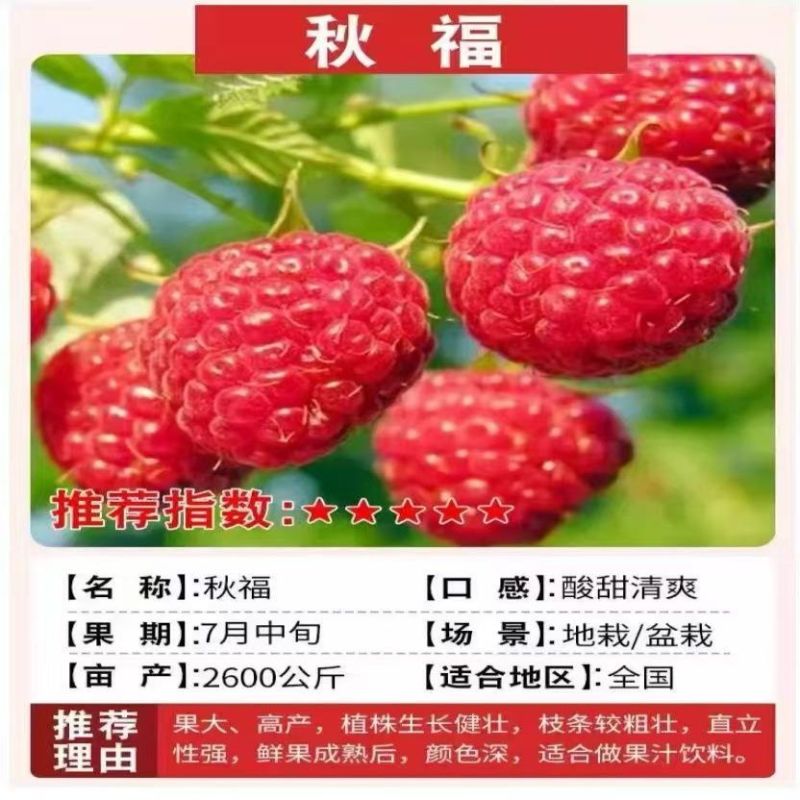 正宗覆盆子树莓苗双季红黄黑大果耐寒旱盆栽地栽当年结果