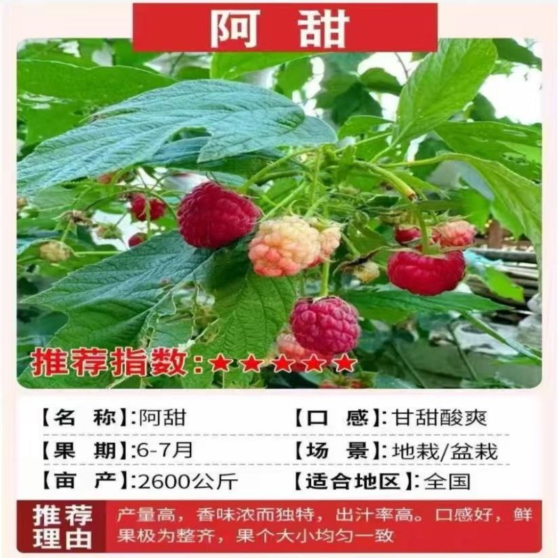 正宗覆盆子树莓苗双季红黄黑大果耐寒旱盆栽地栽当年结果