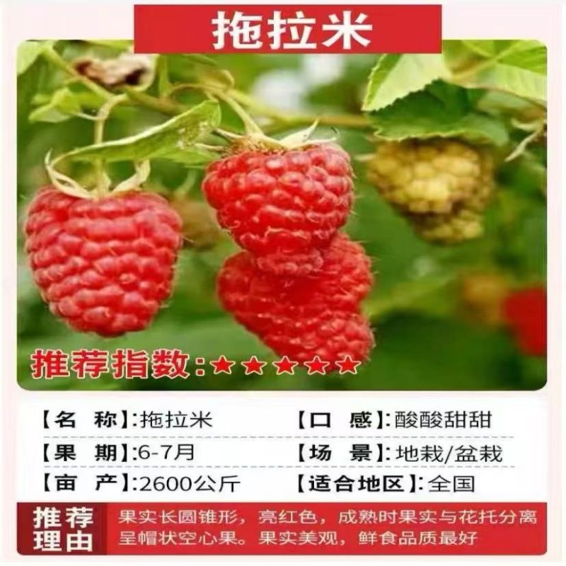 正宗覆盆子树莓苗双季红黄黑大果耐寒旱盆栽地栽当年结果