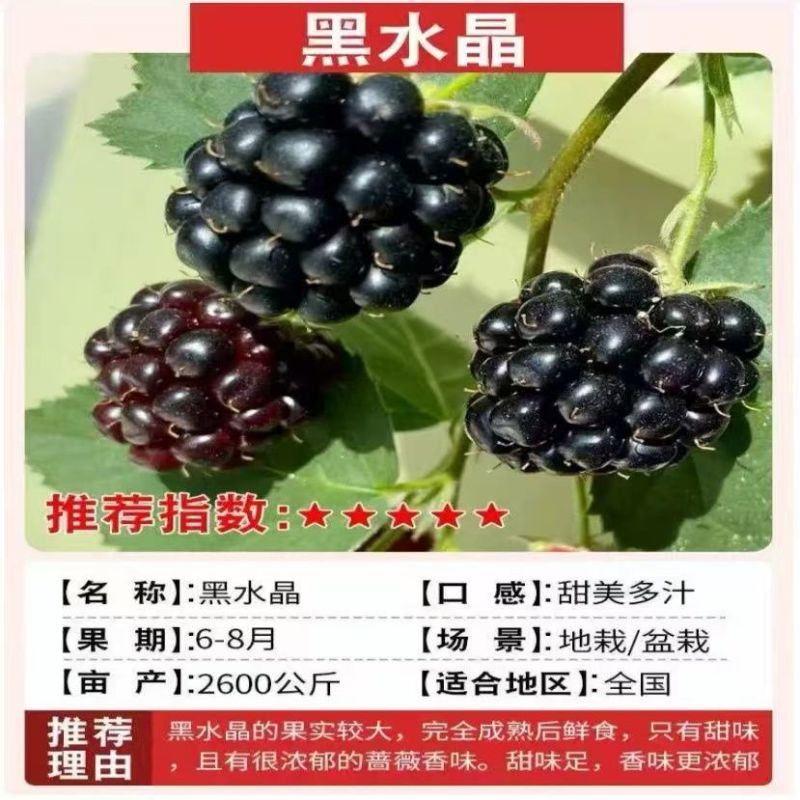 正宗覆盆子树莓苗双季红黄黑大果耐寒旱盆栽地栽当年结果