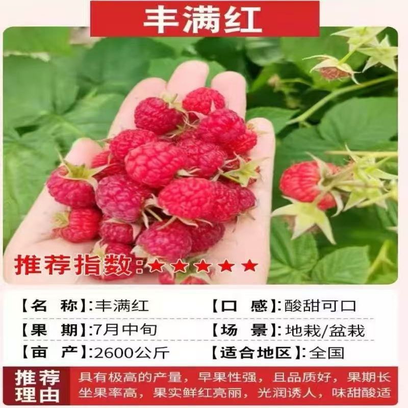 正宗覆盆子树莓苗双季红黄黑大果耐寒旱盆栽地栽当年结果
