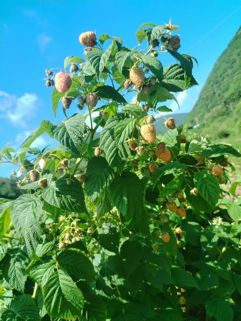 正宗覆盆子树莓苗双季红黄黑大果耐寒旱盆栽地栽当年结果