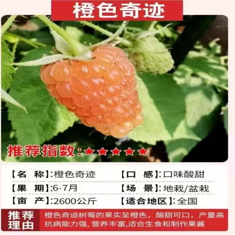 正宗覆盆子树莓苗双季红黄黑大果耐寒旱盆栽地栽当年结果