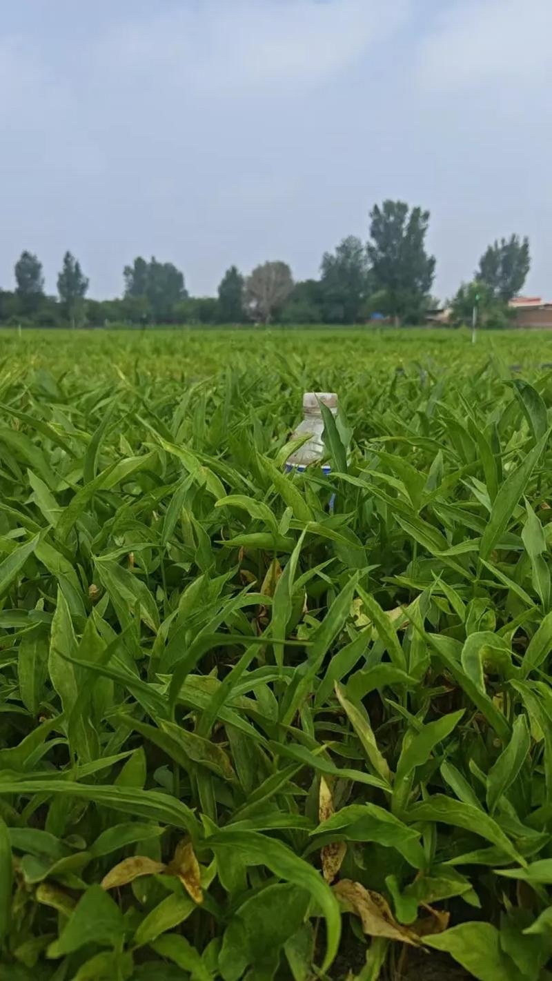 旱半旱种苗半夏种子批发抗病能力强免费技术指导发芽率高