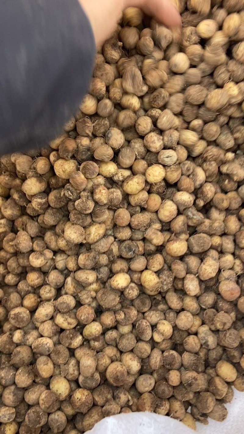 旱半旱种苗半夏种子批发抗病能力强免费技术指导发芽率高