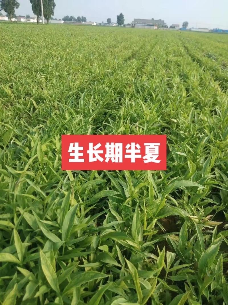 旱半旱种苗半夏种子批发抗病能力强免费技术指导发芽率高