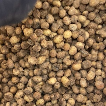 半夏种子秧苗旱半夏种球品种纯正质量保证量大优惠批发