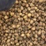 半夏种子秧苗旱半夏种球品种纯正质量保证量大优惠批发